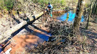 Beaver Dam Removal! || Tearing Out Beaver Dam At The Tree Remastered! Part 1! Are U Kidding Me!😨