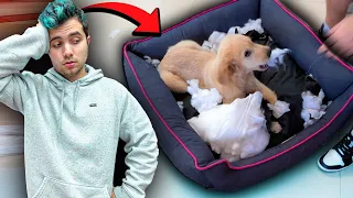 O CACHORRINHO DESTRUIU A CAMA DE R$500,00 ! - Vida de Maloucos #27