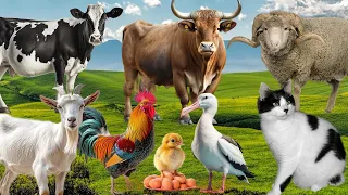 Animal Farm Sounds: Duck, Cow, Chicken, Sheep, Goat, Buffalo - Animal videos