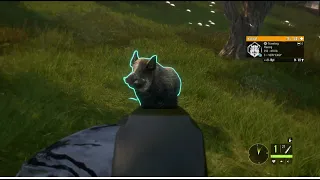 Wild Boar Glitch