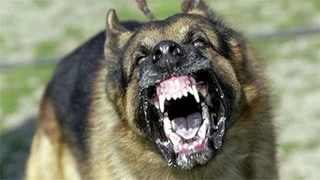 Large Dog Barking SFX Aggressive Loud Dogs 12 Hours High Quality Sound Effects of Canine Barks