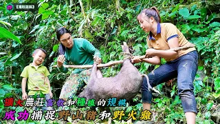 擴大農莊畜牧和種植的規模，成功捕捉野豬和野火雞《挑戰叢林》29