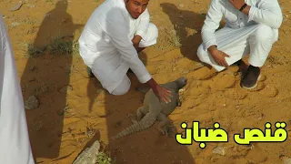 قنص ضبان ومعلومات عن الضب