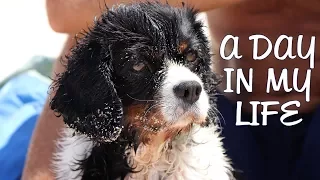 Living with a Cavalier | A Day in My Life as a King Charles Spaniel