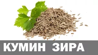 Кумин. Зира. Аюрведа Здесь