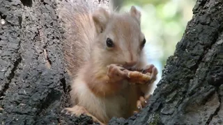 Бельчонок ест орешек / A small squirrel eats a nut