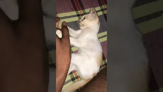 Cute 🥰 kitten playing