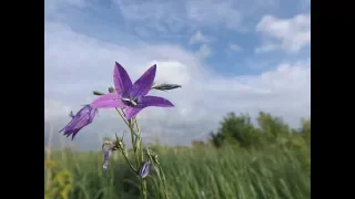 ПОЛЬЗА УТРЕННЕЙ ПРОГУЛКИ