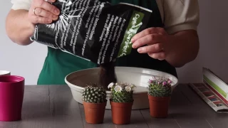 Potting Cacti | Houseplants | Garden Ideas