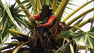 Climbing Trees for Palm Sugar | How It's Made