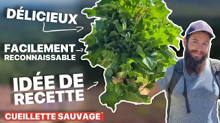 L’épinard sauvage ( ou chénopode bon Henri ) une plante sauvage comestible a connaître !