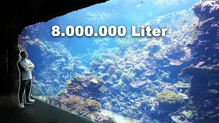 8 Millionen Liter Aquarium - Ich im größten Korallenriff-Aquarium Europas (Burger's Zoo)