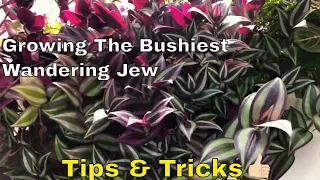 Bushiest Wandering Jew Tips & Tricks | Wandering Jew Care | Tradescantia Care | Bubbles of Green