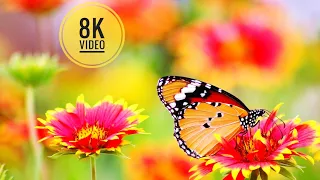 The most beautiful flower collection 8k video ultra hd