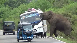 This elephant with good physical strength tried to overturn a bus.@ELEPHANTSRILANKA