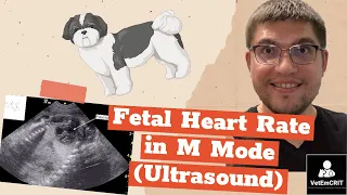 Fetal heart rate in M-mode (feline/canine ultrasound)