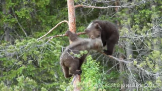 Bear cubs climbing on trees - Martinselkonen 2017