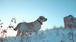 Зимнее утро, словно в сказке. Хрустящий снег и зимний рассвет. Winter morning fairy tale.