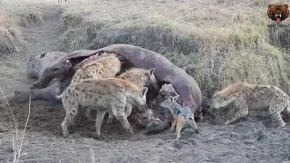 LION TAKES HIPPO KILL FROM HYENAS   ЛЕВ ОТНИМАЕТ У ГИЕН ДОБЫЧУ БЕГЕМОТА