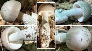 Grauer Scheidenstreifling essbar? Verwechslung & Portrait | Grauer Streifling | Amanita vaginata