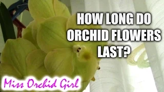 Q&A - How long do different orchid flowers last?
