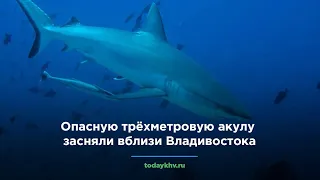 Опасную трёхметровую акулу засняли вблизи Владивостока