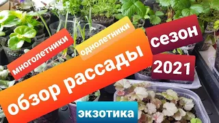 Обзор рассады на сезон 2021/ Рассада многолетников и однолетников/Что посеяла, что взошло,как растёт