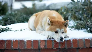 Hachiko the true story of a loyal dog. Try not to cry!