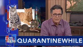 Quarantinewhile... Chicago Gambles On Cats To Rid The City Of Rats