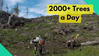 Planting over 2000 Trees a Day