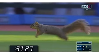 Squirrel invades Twins vs Indians baseball game!