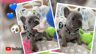 “🐶 Jackson being cute ❤️ looking for 5⭐️ home 🏡” Poetic French Bulldog Puppies 🏝 Miami Beach