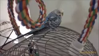 How to Tame Birds When There Are Multiple Birds in the Cage or Home