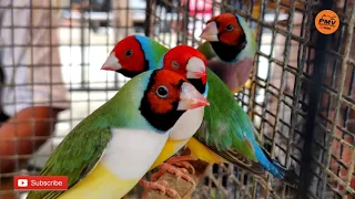 Recent Galiff Street Birds Market Collection | Exotic Bird Market in india | Kolkata Pet Market