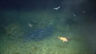 Deep relaxation: Meditate to the rhythms of deep-sea fish