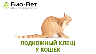 Подкожный Клещ у Кошек // Сеть Ветклиник Био-Вет.