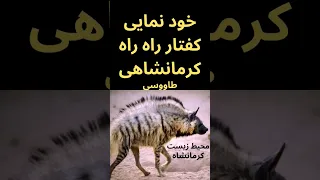 خود نمایی کفتار کرمانشاهی #شورت #حیوانات #کرمانشاه #کفتار #جالب #فکت #shorts #animal