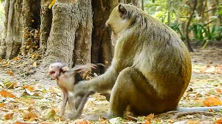 Breaking Love Father Monkey Aron Show His Bad Act To First Child Of Him And Anna