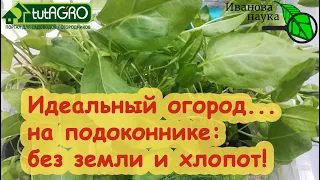 САМЫЙ КРУТОЙ ДОМАШНИЙ ОГОРОД БЕЗ ПОЧВЫ, ГОРШКОВ и даже... БЕЗ СЕМЯН! Огород на подоконнике - СИЛА!