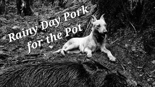 Pig Hunting NZ, Rainy Day Pork for the Pot.