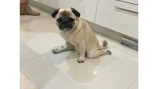 Мопсы | Приколы с мопсами| Смешные мопсы | Pugs | Fun with pugs | Funny Pugs