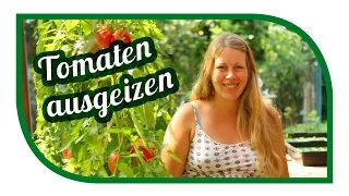 Tomaten richtig ausgeizen, pflegen 🍅 Kraut- und Braunfäule vorbeugen 🍅 Saatgut gewinnen