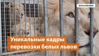 Уникальные кадры перевозки белых львов в новый зоопарк