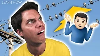 Why Don't Birds Get Shocked on Power Lines