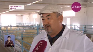 Мороженое из козьего молока начнут производить в Туркестанской области (13.06.19)