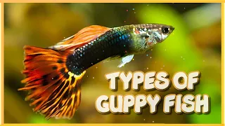 40 Different Types of Guppy Fish in the World