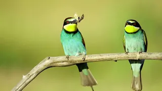 Bee-eater in Spain.