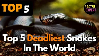 Discover the World's Top 5 Deadliest Snakes: A Must-See