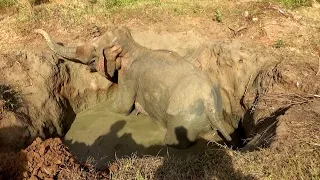 Weak elephant fallen in to a man-made pit saved by sympathetic people | Elephant rescue