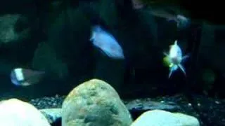 cichlid fight